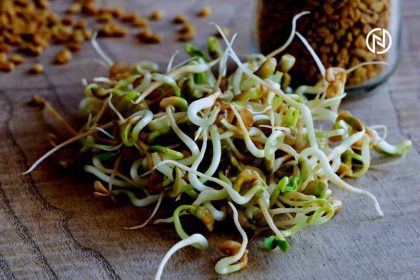 Sprouts A Nutritional Powerhouse for a Healthy Lifestyle